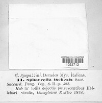 Sphaerella lachesis image